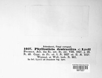 Phyllosticta destructiva image